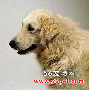 库瓦斯犬-狗狗品种介绍