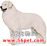 库瓦斯犬-狗狗品种介绍