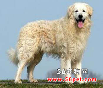 库瓦斯犬-狗狗品种介绍
