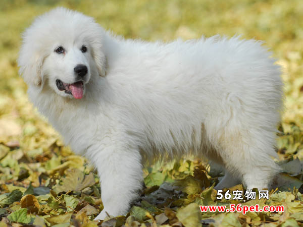 大白熊犬-狗狗品种介绍