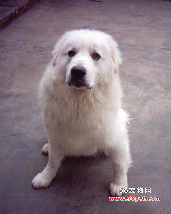 大白熊犬-狗狗品种介绍
