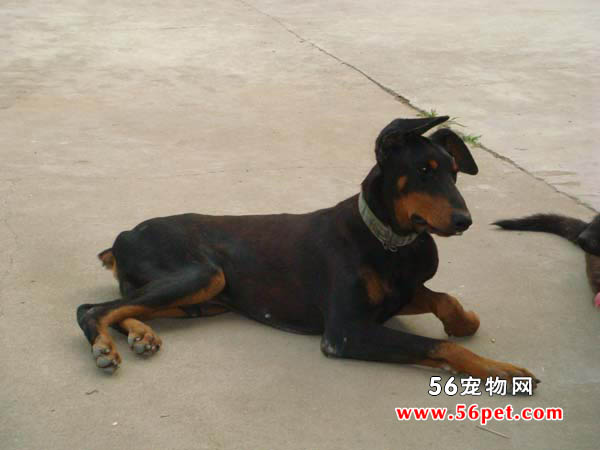 杜宾犬-狗狗品种介绍