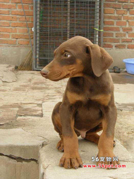 杜宾犬-狗狗品种介绍