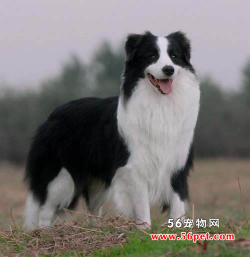 边境牧羊犬-狗狗品种介绍
