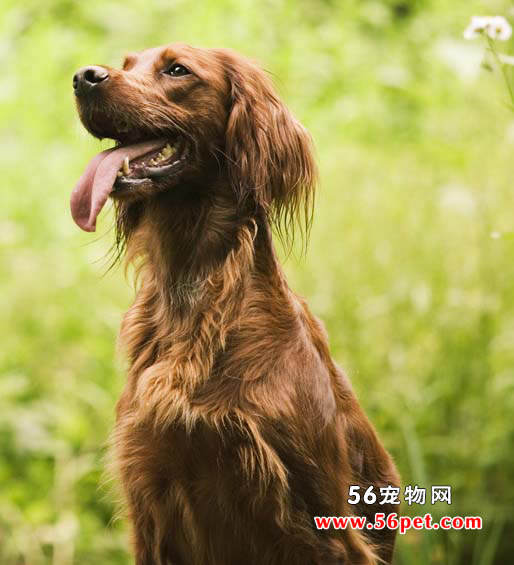 爱尔兰雪达-狗狗品种介绍