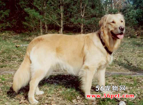 金毛寻回犬-狗狗品种介绍