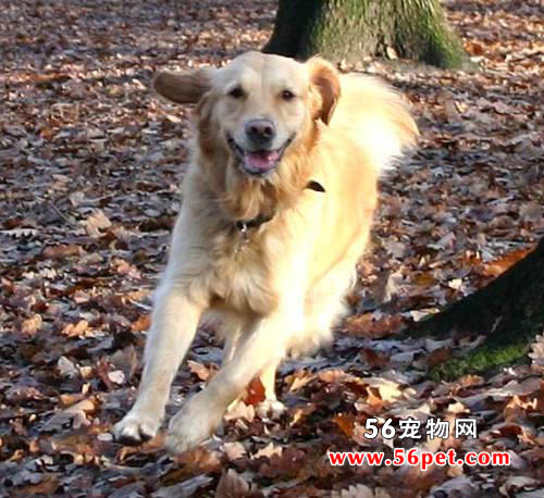 金毛寻回犬-狗狗品种介绍