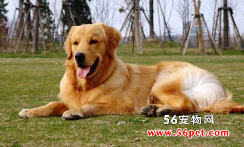 金毛寻回犬-狗狗品种介绍