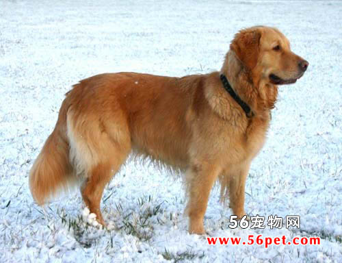 金毛寻回犬-狗狗品种介绍
