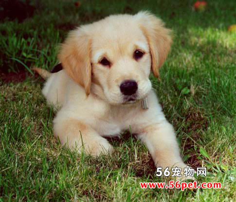 金毛寻回犬-狗狗品种介绍