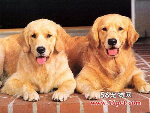 金毛寻回犬-狗狗品种介绍