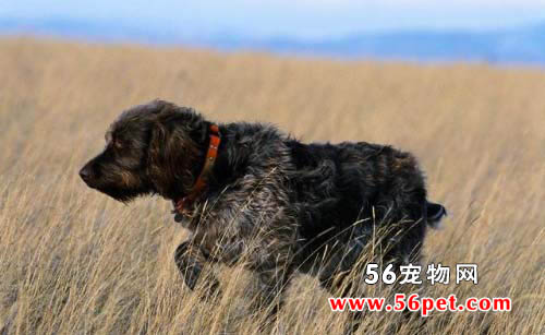 德国刚毛指示犬-狗狗品种介绍