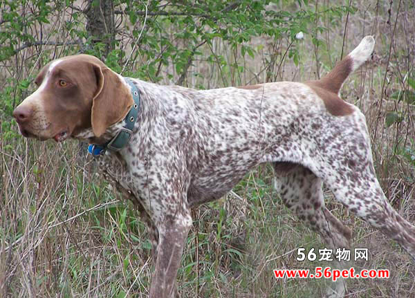 德国刚毛指示犬-狗狗品种介绍