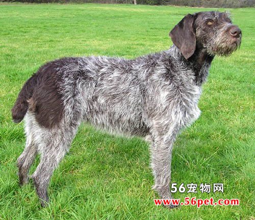 德国刚毛指示犬-狗狗品种介绍
