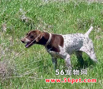 德国短毛指示犬-狗狗品种介绍