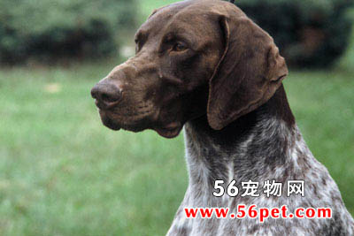 德国短毛指示犬-狗狗品种介绍