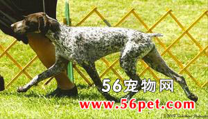 德国短毛指示犬-狗狗品种介绍