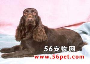 田野猎犬-狗狗品种介绍