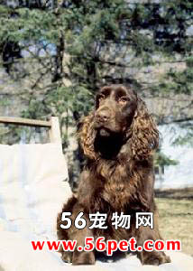 田野猎犬-狗狗品种介绍