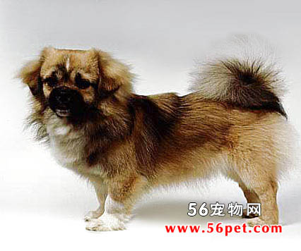 西藏猎犬-狗狗品种介绍