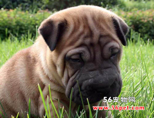 中国沙皮犬-狗狗品种介绍