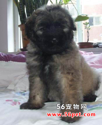 法兰德斯畜牧犬-狗狗品种介绍