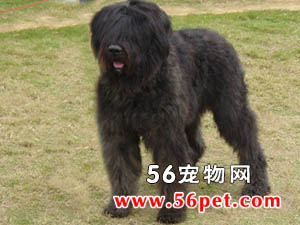 法兰德斯畜牧犬-狗狗品种介绍