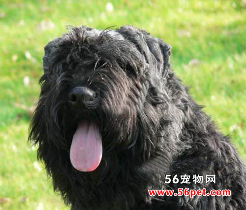 法兰德斯畜牧犬-狗狗品种介绍