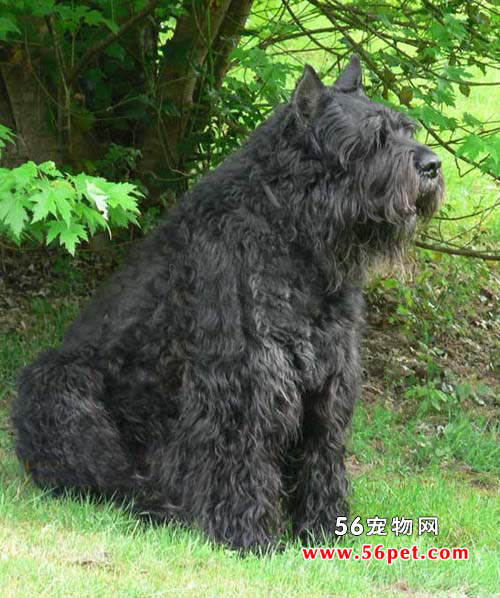 法兰德斯畜牧犬-狗狗品种介绍