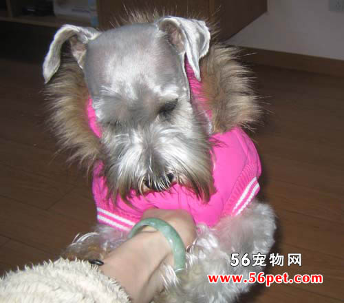 迷你雪纳瑞-狗狗品种介绍
