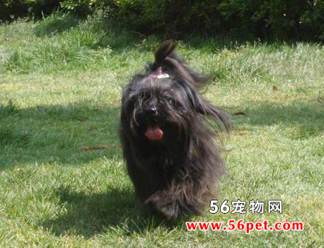 西藏梗-狗狗品种介绍