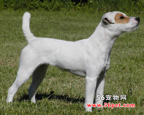 平毛猎狐梗-狗狗品种介绍