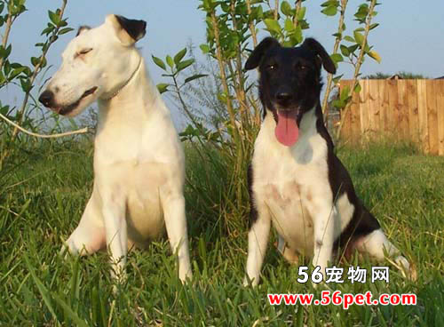 平毛猎狐梗-狗狗品种介绍