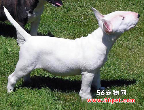牛头梗-狗狗品种介绍