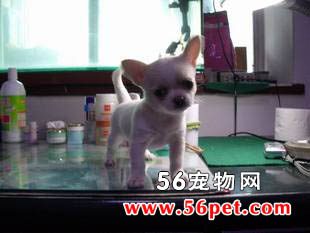 吉娃娃犬(短毛)-狗狗品种介绍