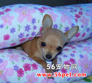 吉娃娃犬(短毛)-狗狗品种介绍