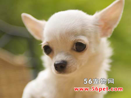 吉娃娃犬(短毛)-狗狗品种介绍