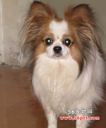 蝴蝶犬-狗狗品种介绍