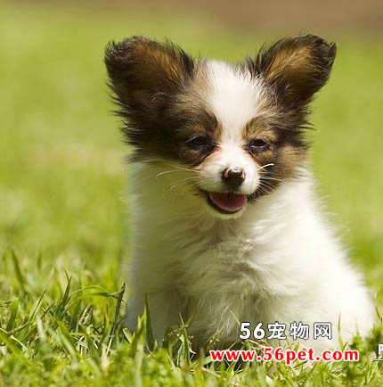 蝴蝶犬-狗狗品种介绍