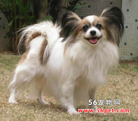 蝴蝶犬-狗狗品种介绍