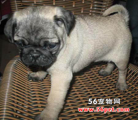 巴哥犬-狗狗品种介绍