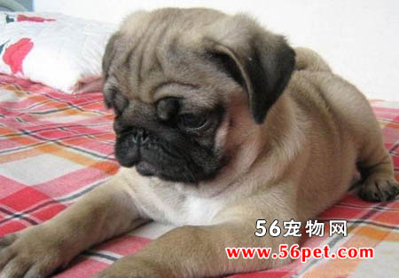 巴哥犬-狗狗品种介绍
