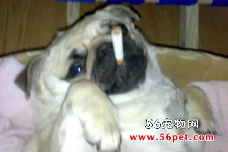 巴哥犬-狗狗品种介绍