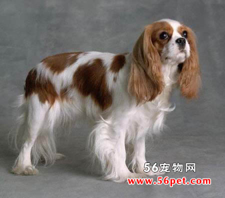 查理士王小猎犬-狗狗品种介绍
