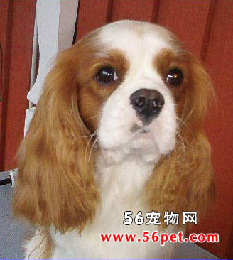 查理士王小猎犬-狗狗品种介绍