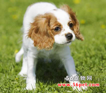查理士王小猎犬-狗狗品种介绍