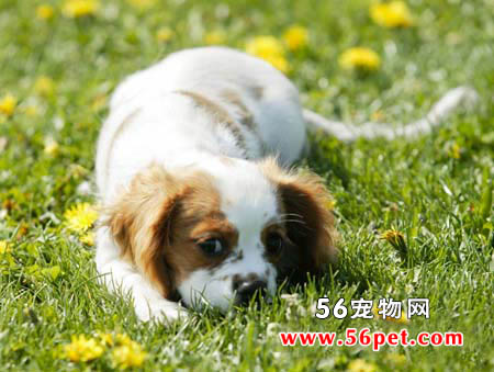 查理士王小猎犬-狗狗品种介绍