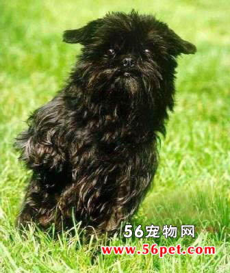 艾芬品-狗狗品种介绍