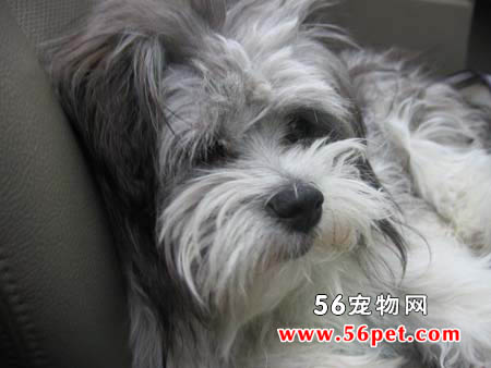 哈威那-狗狗品种介绍