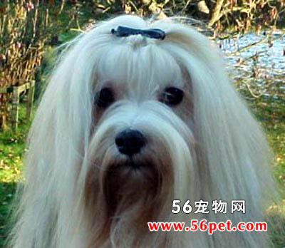哈威那-狗狗品种介绍